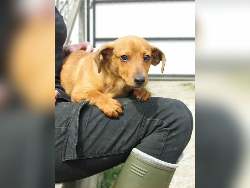 Norman, geboren 01.12.2025, 24cm sucht sein Glück