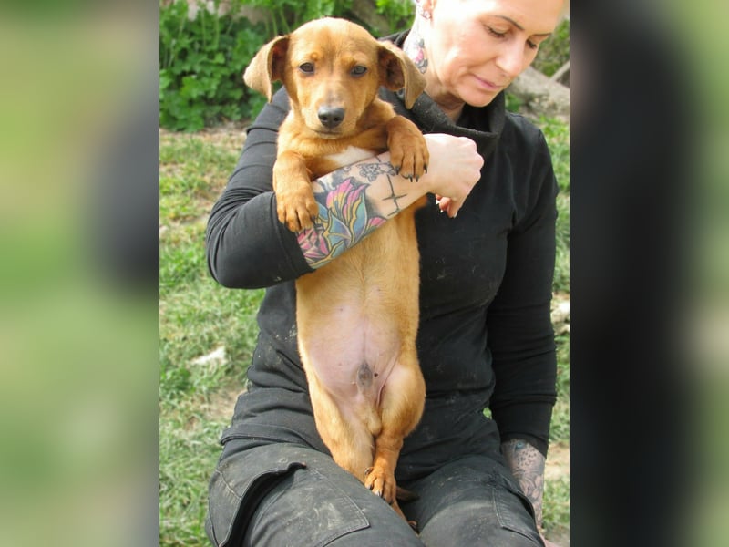 Norman, geboren 01.12.2025, 24cm sucht sein Glück