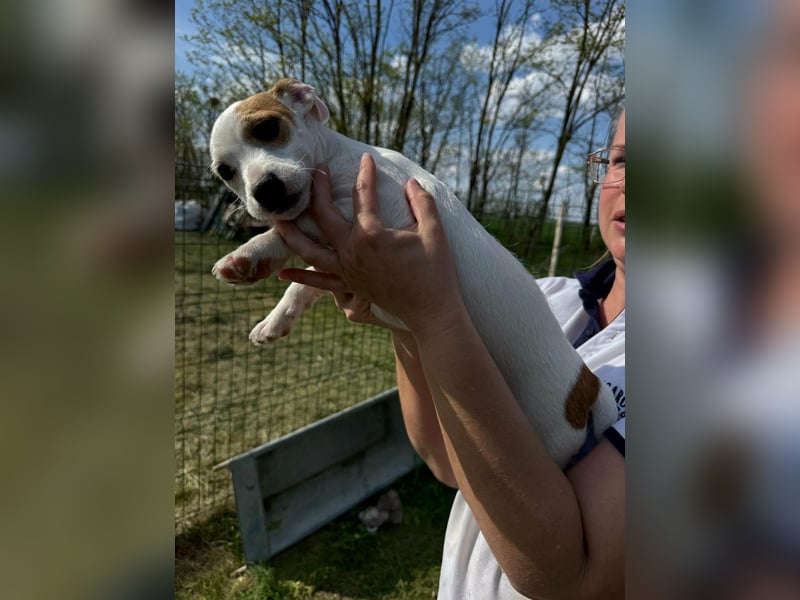 Zorka, geboren 01.01.2026, 25cm sucht ihr Glück