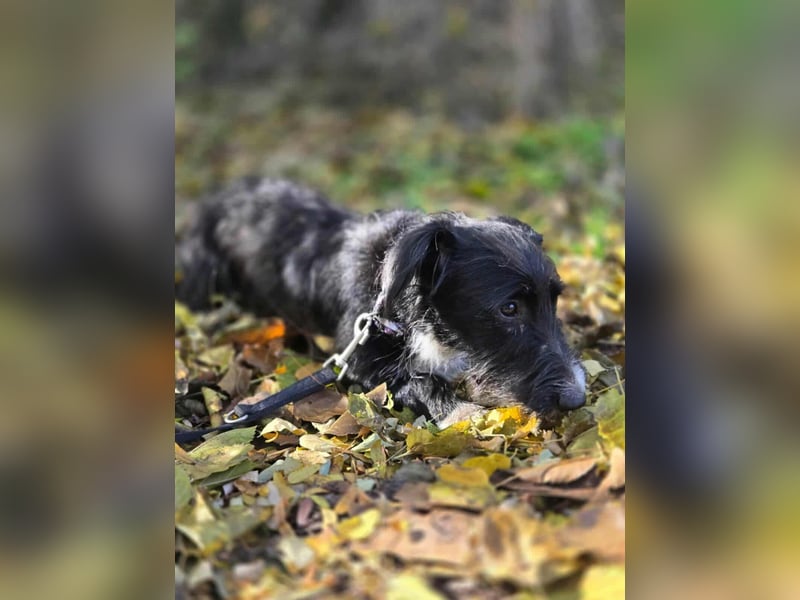 Bogyo, 7 Monate, 24cm sucht ihr Zuhause