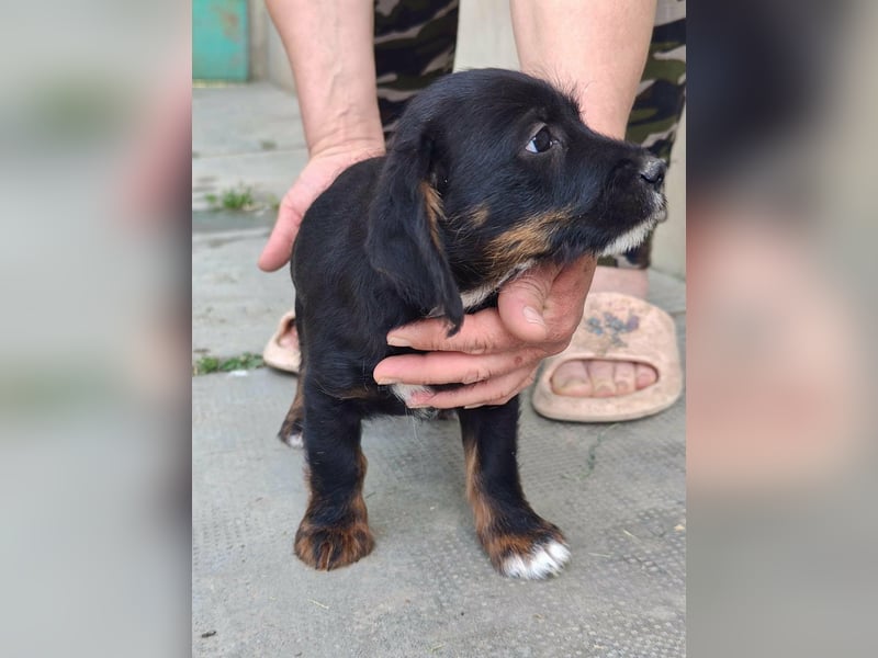 Pablo, geboren 27.03.2026, 21cm sucht sein Zuhause