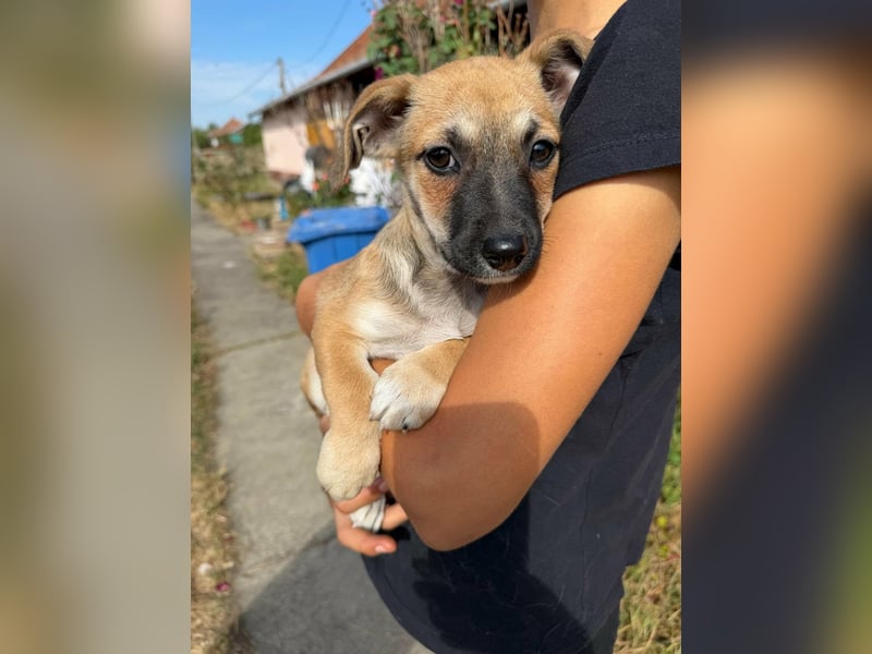 Lara, geboren 05.07.2026, 22cm sucht ihr für immer Zuhause