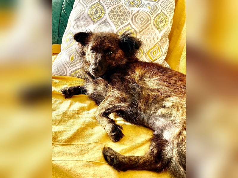 Maci, geboren 14.08.2017, 25cm sucht Geborgenheit (Pflegestelle Deutschland)