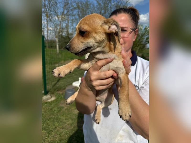 Zizi, geboren 01.01.2026, 23cm sucht ihr Körbchen