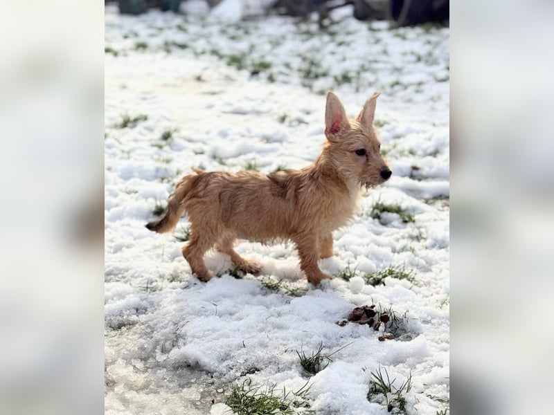 Kaboca, geboren 25.09.2025, 22cm sucht ihr Für-immer-Zuhause