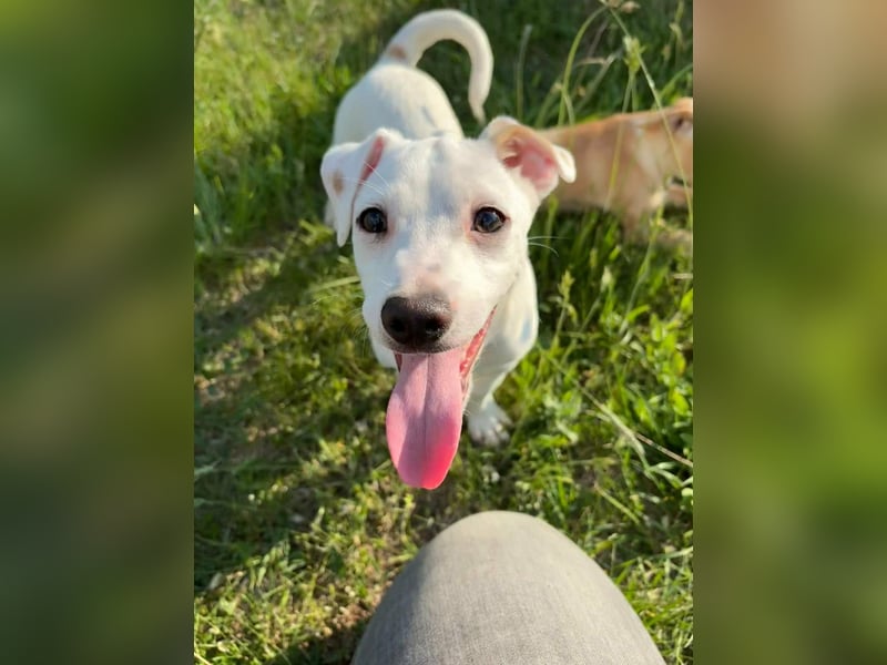 Zeno, geb. 01.2026, 25cm sucht seine Menschen