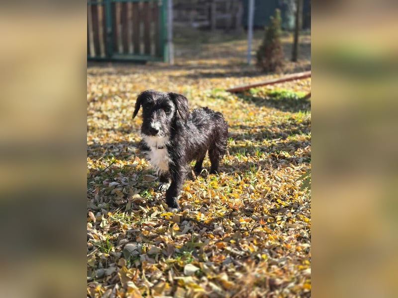 Bogyo, 7 Monate, 24cm sucht ihr Zuhause