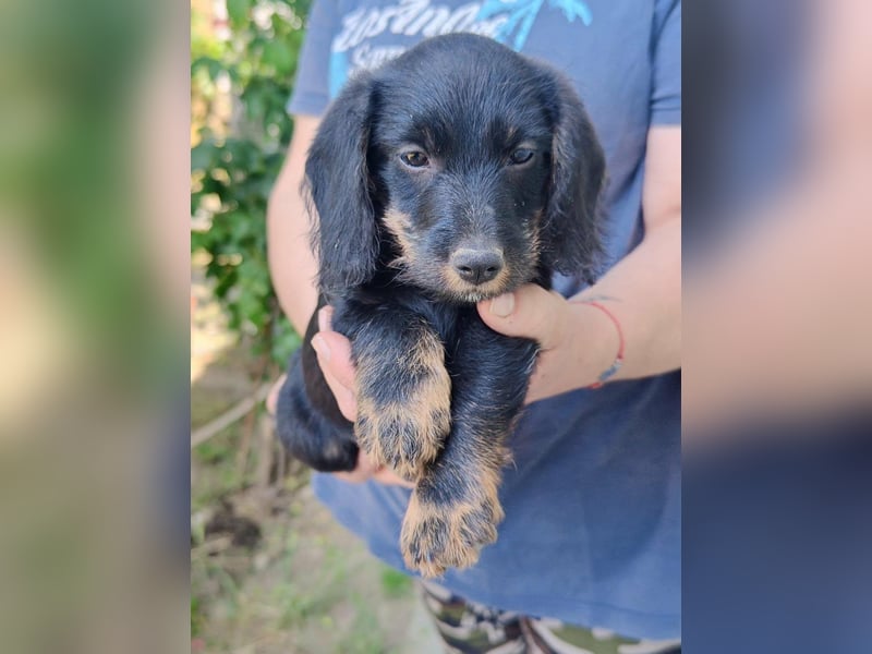 Paul, geboren 27.03.2026, 18cm sucht sein Körbchen