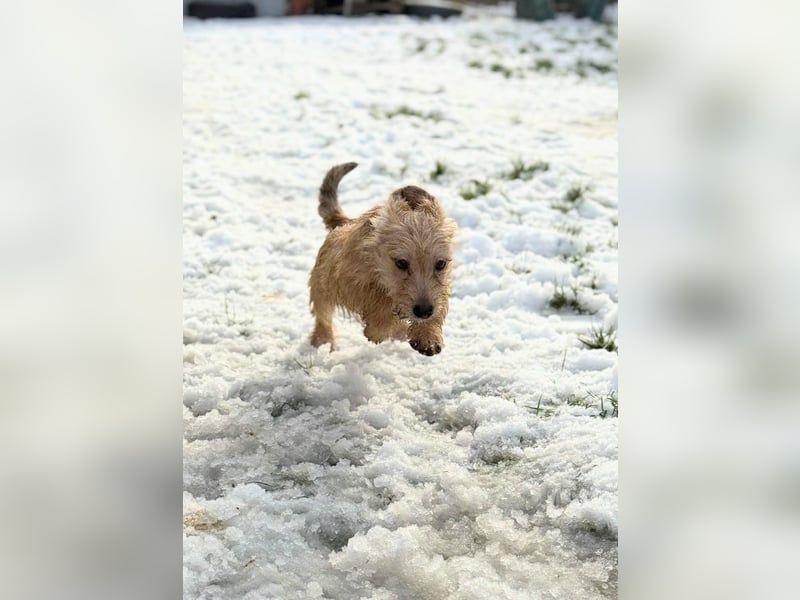 Kaboca, geboren 25.09.2025, 22cm sucht ihr Für-immer-Zuhause