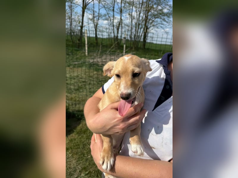 Zigi, geboren 01.01.2026, 25cm sucht seine Familie