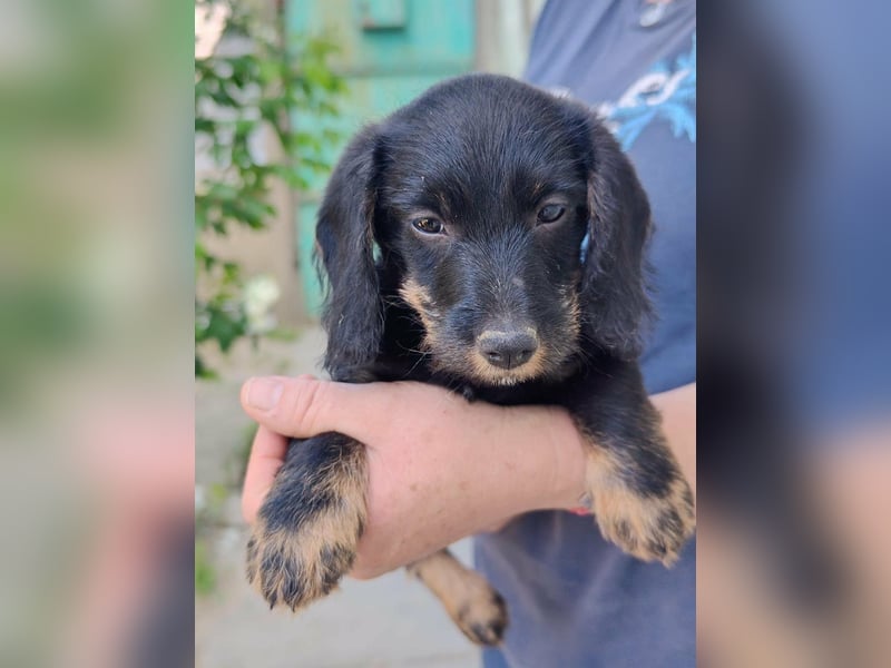 Paul, geboren 27.03.2026, 18cm sucht sein Körbchen
