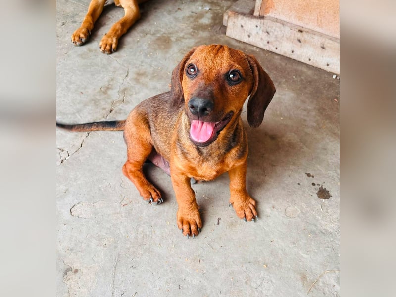 Frodo, geboren 02.03.2026, 25cm sucht sein Happy End