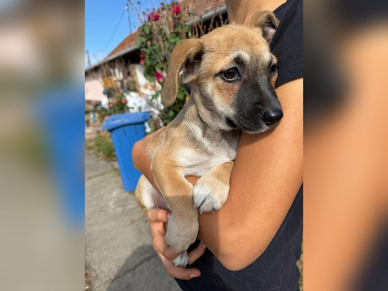 Lara, geboren 05.07.2026, 22cm sucht ihr für immer Zuhause