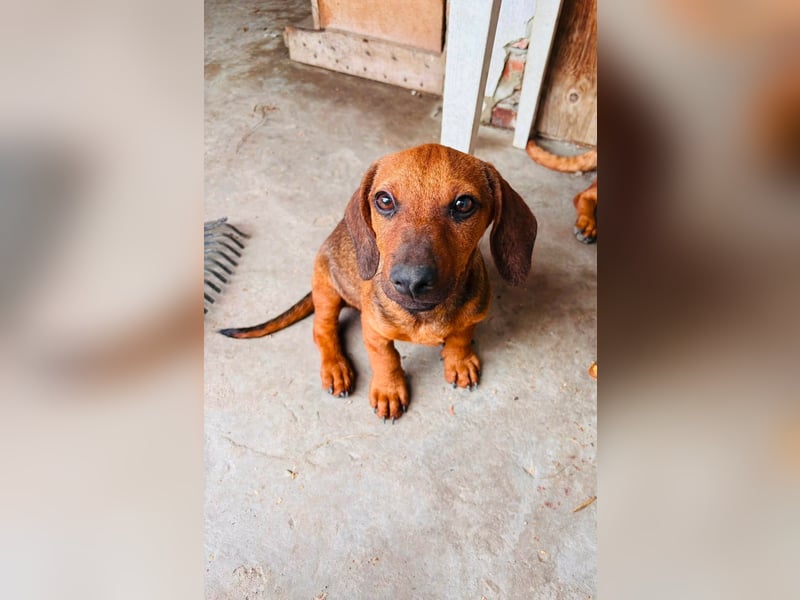 Frodo, geboren 02.03.2026, 25cm sucht sein Happy End