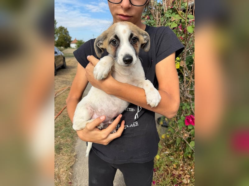 Louis, geboren 05.07.2026, 24cm sucht sein Körbchen