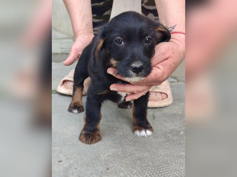 Pablo, geboren 27.03.2026, 21cm sucht sein Zuhause