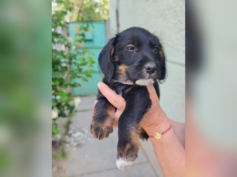 Pablo, geboren 27.03.2026, 21cm sucht sein Zuhause