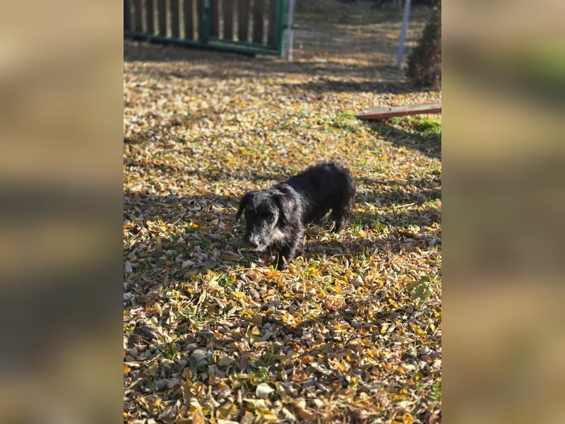 Bogyo, 7 Monate, 24cm sucht ihr Zuhause