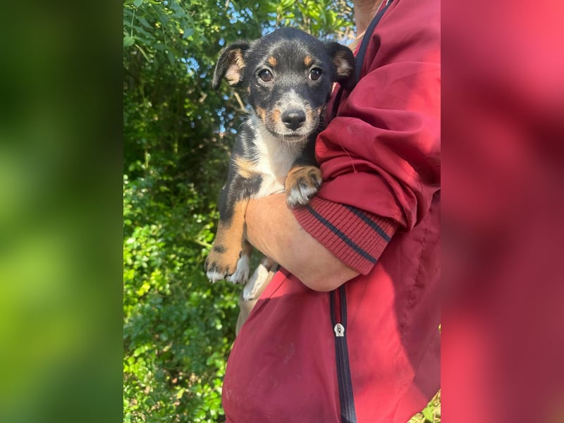 Timi, geboren 04.03.2026, 21cm sucht liebevolles Zuhause