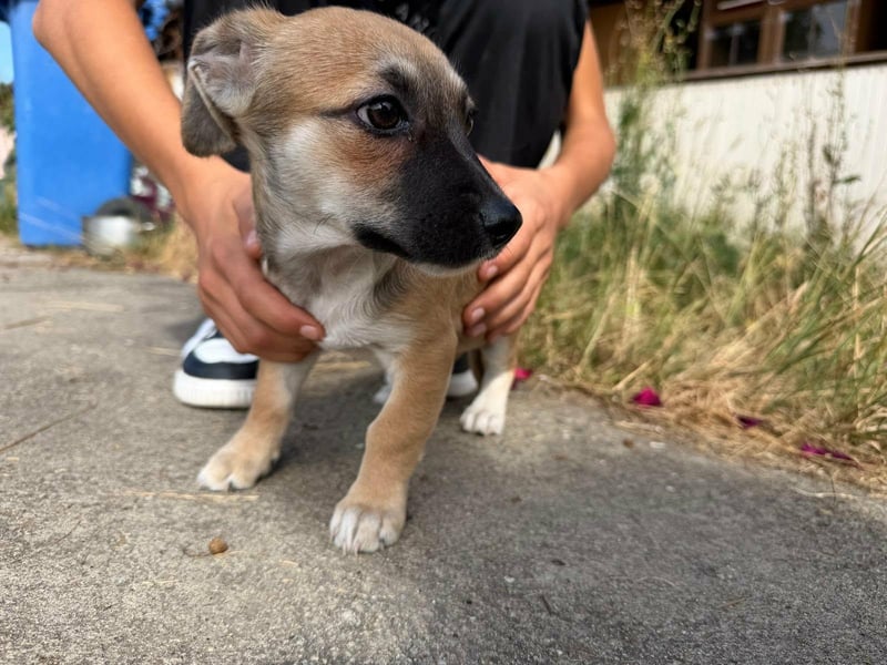 Lara, geboren 05.07.2026, 22cm sucht ihr für immer Zuhause