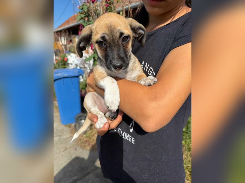 Lea, geboren 05.07.2026, 20cm sucht ihre Chance