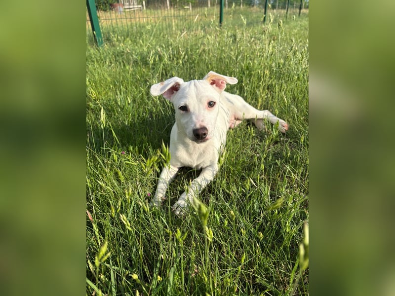 Zeno, geb. 01.2026, 25cm sucht seine Menschen