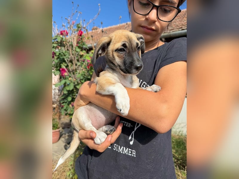 Lea, geboren 05.07.2026, 20cm sucht ihre Chance