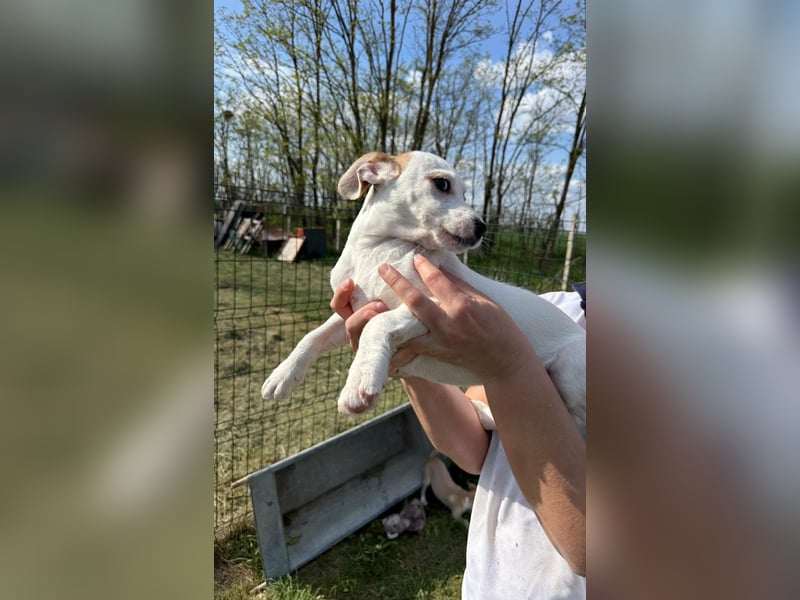 Zorka, geboren 01.01.2026, 25cm sucht ihr Glück
