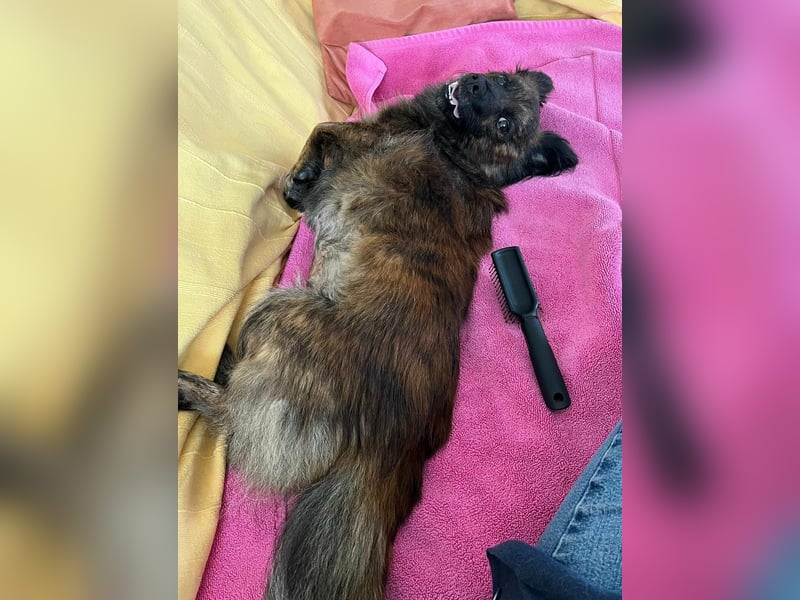 Maci, geboren 14.08.2017, 25cm sucht Geborgenheit (Pflegestelle Deutschland)