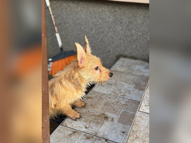 Kaboca, geboren 25.09.2025, 22cm sucht ihr Für-immer-Zuhause