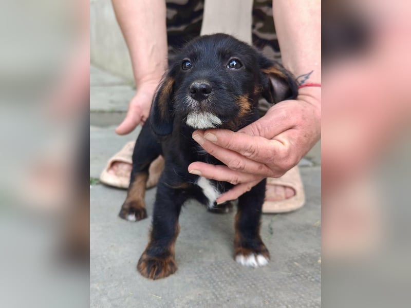 Pablo, geboren 27.03.2026, 21cm sucht sein Zuhause
