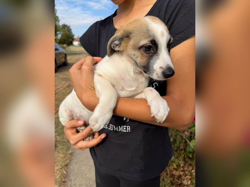 Louis, geboren 05.07.2026, 24cm sucht sein Körbchen