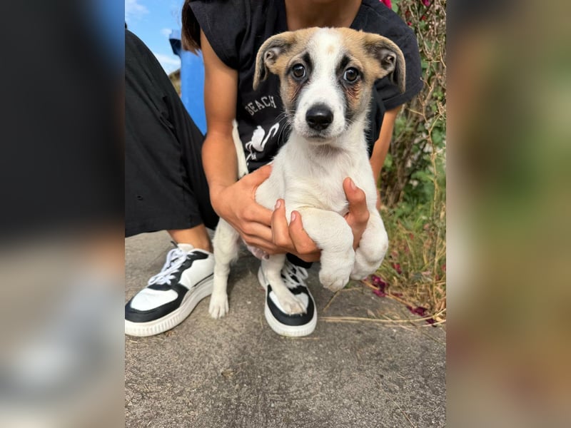 Louis, geboren 05.07.2026, 24cm sucht sein Körbchen