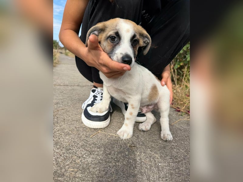 Louis, geboren 05.07.2026, 24cm sucht sein Körbchen