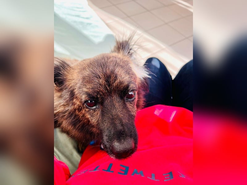 Maci, geboren 14.08.2017, 25cm sucht Geborgenheit (Pflegestelle Deutschland)