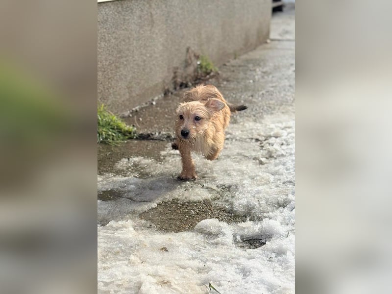 Kaboca, geboren 25.09.2025, 22cm sucht ihr Für-immer-Zuhause