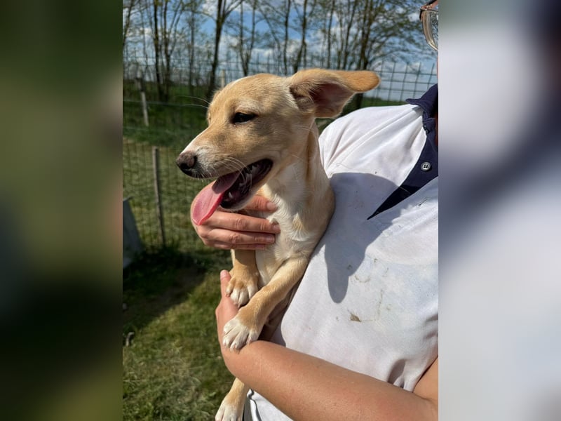 Zigi, geboren 01.01.2026, 25cm sucht seine Familie