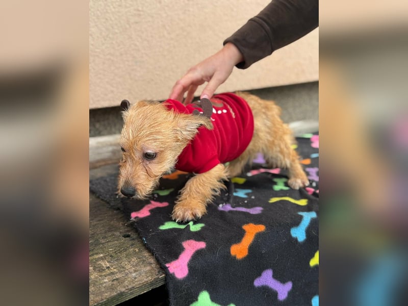 Kaboca, geboren 25.09.2025, 22cm sucht ihr Für-immer-Zuhause