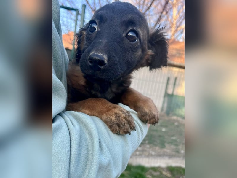 Piri, geboren 30.11.2025, 22cm sucht ihr Menschen