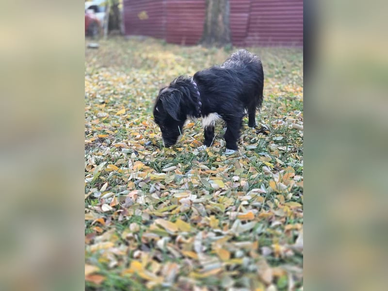 Bogyo, 7 Monate, 24cm sucht ihr Zuhause