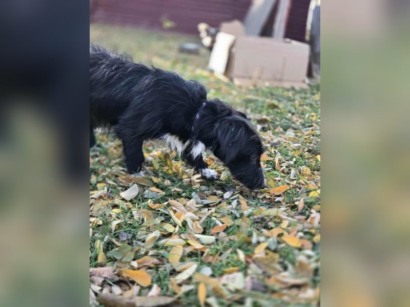 Bogyo, 7 Monate, 24cm sucht ihr Zuhause