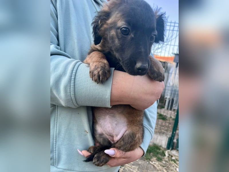 Piri, geboren 30.11.2025, 22cm sucht ihr Menschen