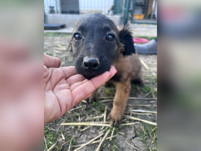 Piri, geboren 30.11.2025, 22cm sucht ihr Menschen