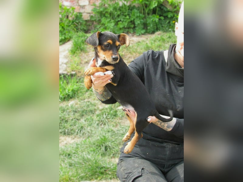 Nika, geboren 01.12.2025, 23cm sucht ihre Chance