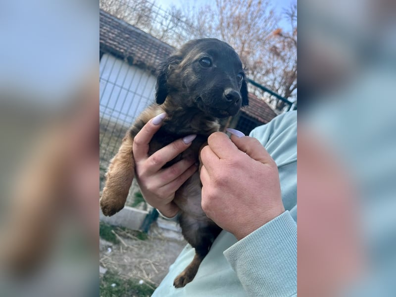 Piri, geboren 30.11.2025, 22cm sucht ihr Menschen