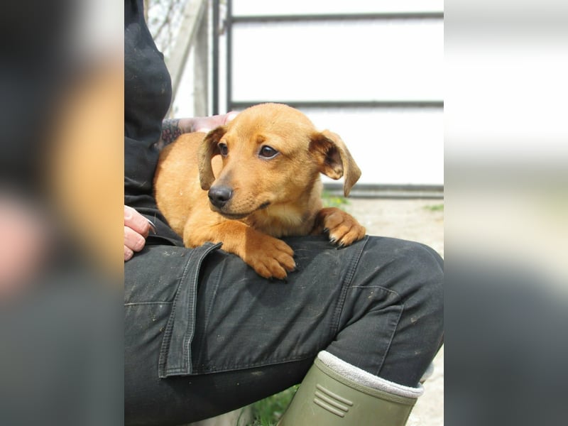 Norman, geboren 01.12.2025, 24cm sucht sein Glück