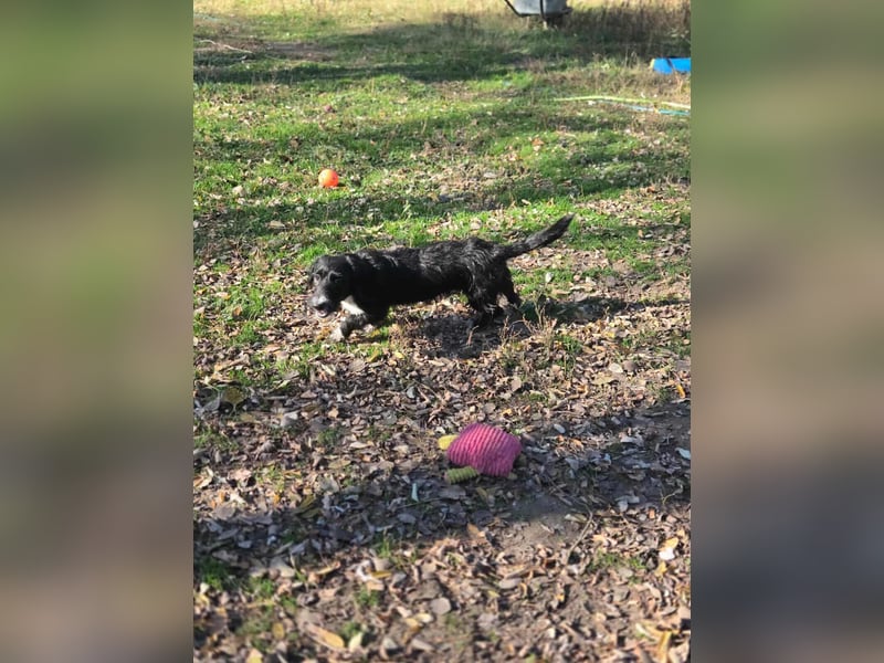 Bogyo, 7 Monate, 24cm sucht ihr Zuhause