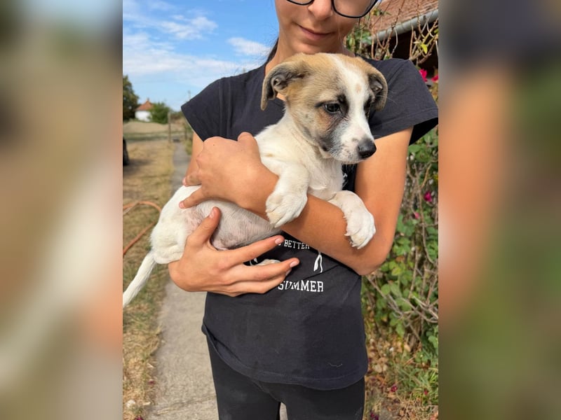 Louis, geboren 05.07.2026, 24cm sucht sein Körbchen
