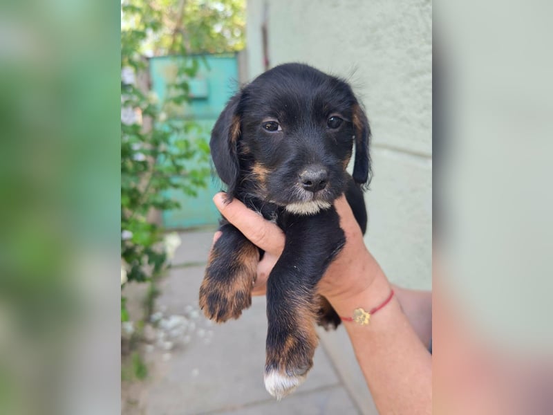 Pablo, geboren 27.03.2026, 21cm sucht sein Zuhause
