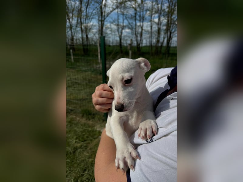 Zeno, geboren 01.01.2026, 25cm sucht seine Menschen